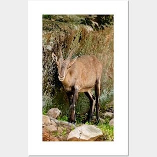 Ibex Posters and Art